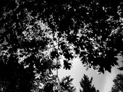 Black And White Trees