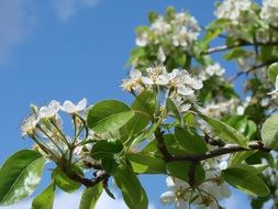 spring flowers on the garden tree