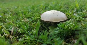 Toadstool Fungi