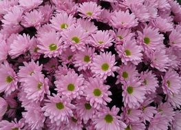 chrysanthemums like pink daisies