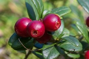 Cowberries