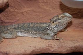 Grey Lizard Reptile Zoo Nature