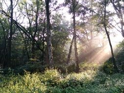 sun beams in the autumn forest