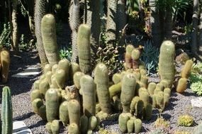 cacti as a decoration of a botanical garden on a sunny day