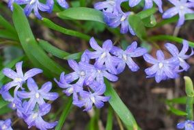 blooming blue hionodoksa