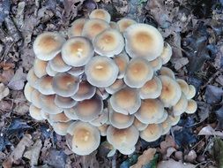 mushroom cluster in autumn