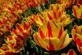 plantation of two-tone tulips