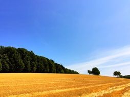 wheat field landscape