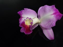 Close-up of the beautiful blooming pink-white orchid flowers on a dark background