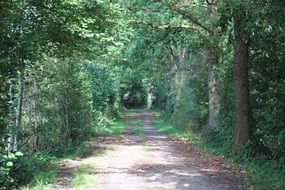 forest trail as a corridor with sunshine