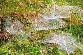 white aphid on green meadow