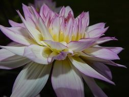 Pink Dahlia Bloom