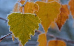 Autumn Frost Hoarfrost