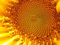 sunflower core close up