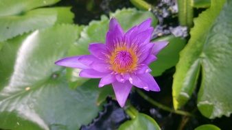 young purple lotus in the pond