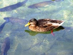 duck swims in a pond full of fish