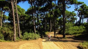 Forest in Skiathos,Greece