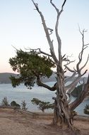 dry swirling tree by the lake