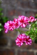 geranium as a decoration of the garden