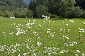 white flowers on the alpine mountains