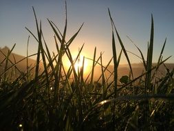 round sun shining through the grass