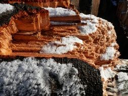 dried tree trunk in snow