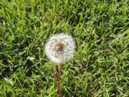 Beautiful white dandelion flower and green grass