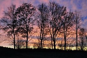 dark trees against pink-blue evening sky