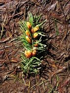 Pine Nuts Forest
