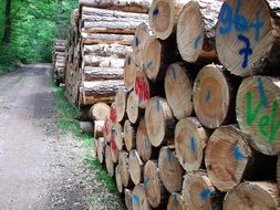 marked Logs in piles at path