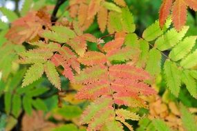 Rowan tree in autumn