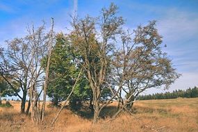 Tree branches on the landscape in autumn