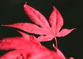 Maple Red leaves