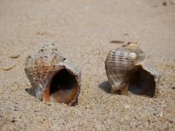 extraordinary Sand Shells