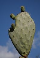 Sardinia green big Cactus Plant Prickly
