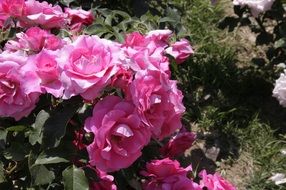 closeup view of bush with lush pink roses under the bright sun