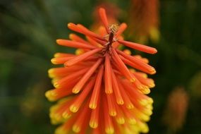 Torch Lily or Kniphofia