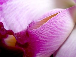Orchid Flower bloom Bright Violet macro photo