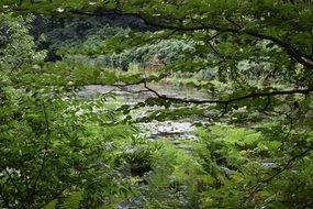 Pictures of green forest in Tilburg, Netherlands