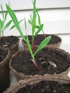 green sprouts in pots