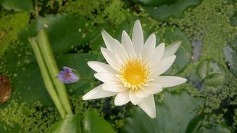 delightful delicate beauty lotus