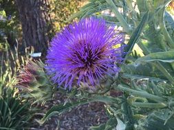 stunning Flowers