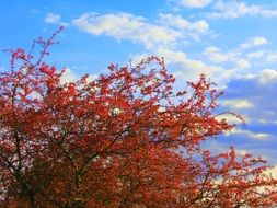 red cherry tree under a clear sky