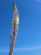 tall inflorescence with tiny white flowers at blue sky