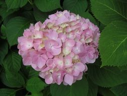 amazing Hydrangea Blossom