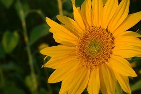 Closeup of Yellow Sunflower