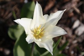 delightful delicate beauty white Tulip
