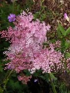 pink-purple mini flowering of a bright beautiful garden plant