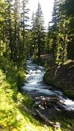 creek among the green forest