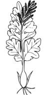 black and white graphic image of a plant with large leaves